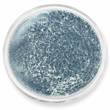 Ocean Tide moving sand art coaster with a clear round rim and blue-gray wave pattern on a white background